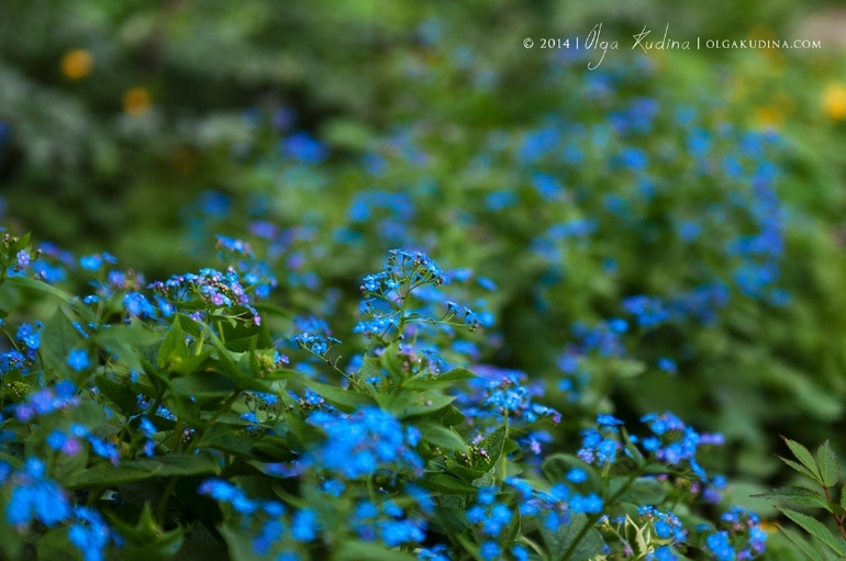 Фотосессии в цветущих садах и парках г. Москвы
