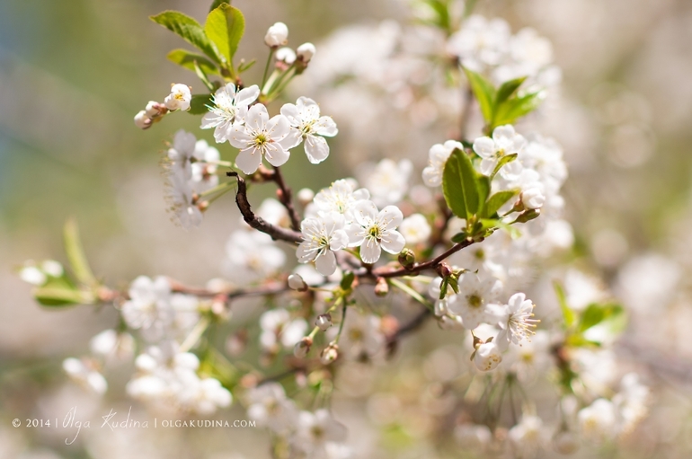 Фотосессия в цветущих садах и парках г. Москвы