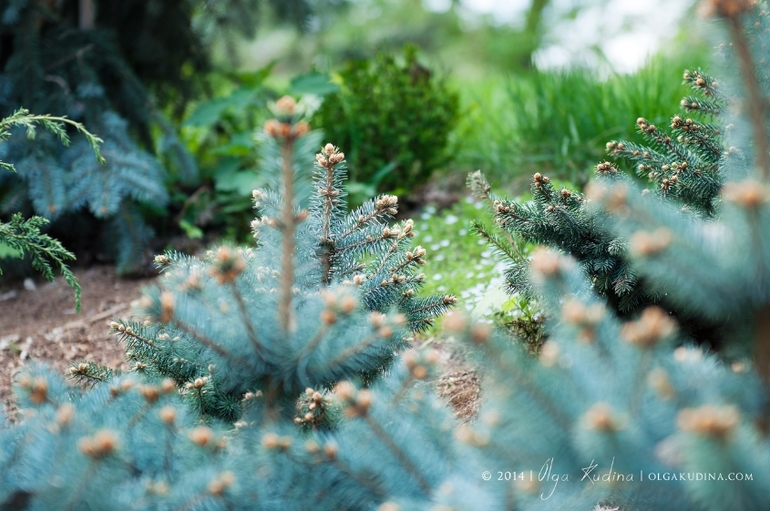 Фотосессии в цветущих садах и парках г. Москвы