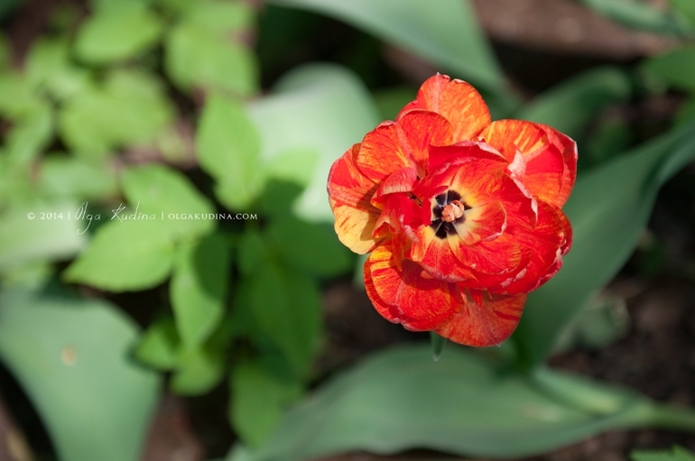 Фотосессии в цветущих садах и парках г. Москвы