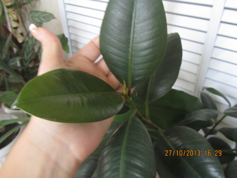 Я схожу с ума, но всё равно верю!