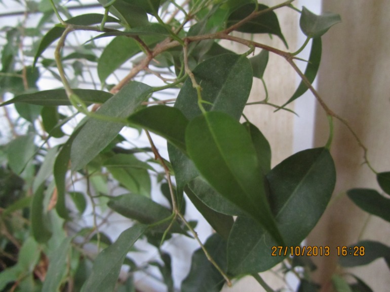 Я схожу с ума, но всё равно верю!