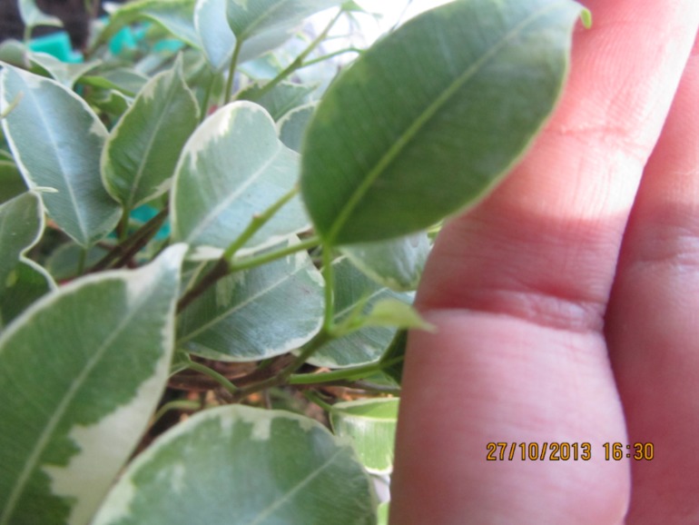 Я схожу с ума, но всё равно верю!