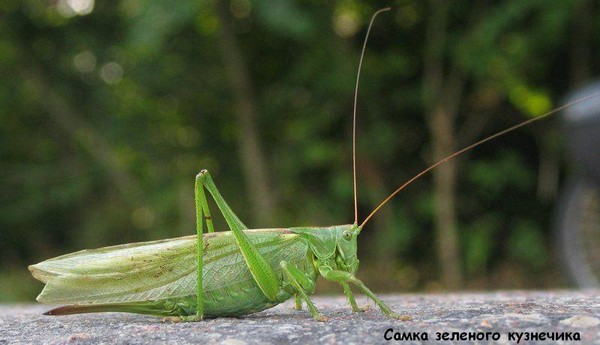 Кузнечик и саранча