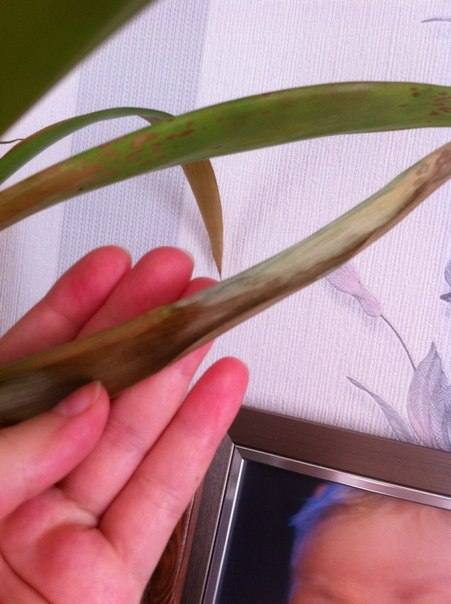 Что с моим пупсом?(((