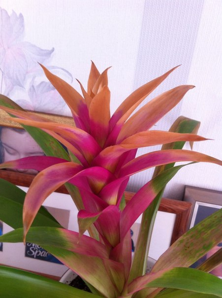 Что с моим пупсом?(((