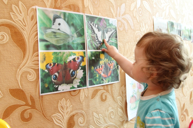 Отчет по ТН "Насекомые" . День 1 - Бабочка