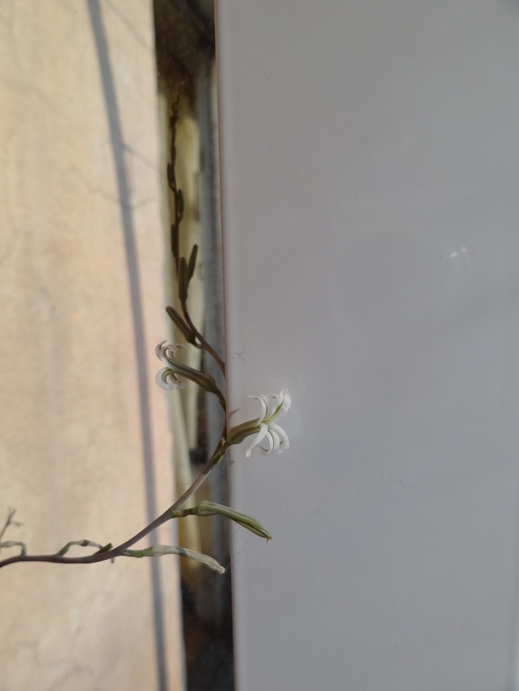 Кактусовая полянка