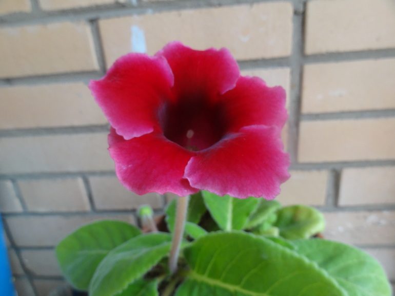 Домашние растения. Наши фиалки, фиалки мини, глоксинии.