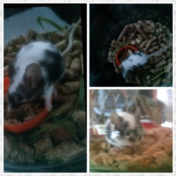 Прости нас бусинка((