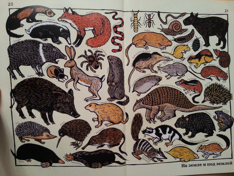 Такие разные животные. Жоэль Жоливе