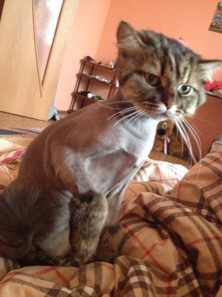 А это мой кот!)