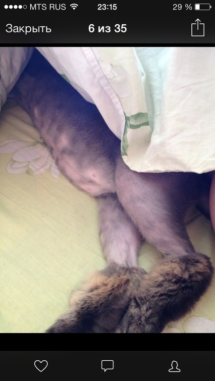 А это мой кот!)
