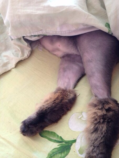 А это мой кот!)