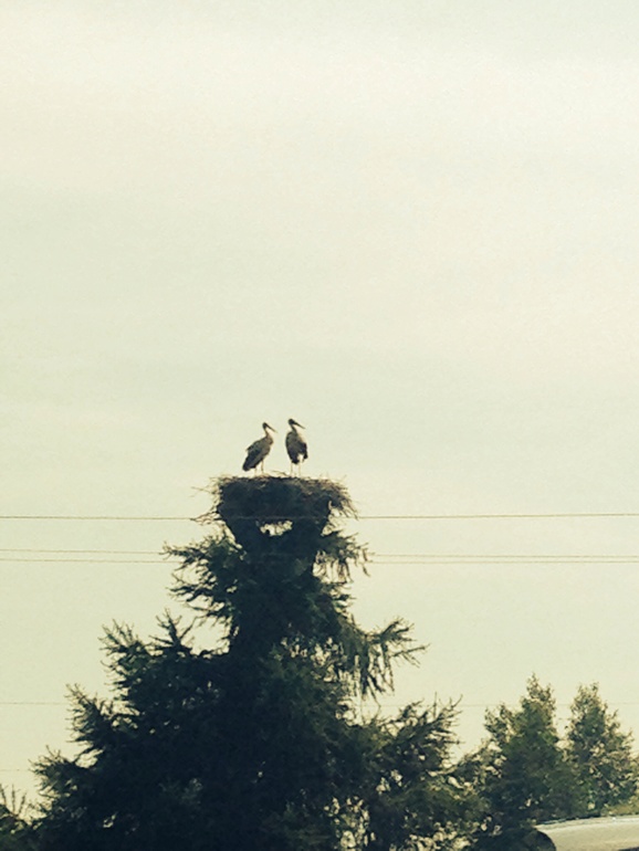 Свежее фото аистов всем на удачу))