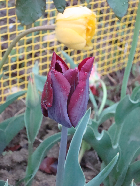 Тюльпанчики. ч.2