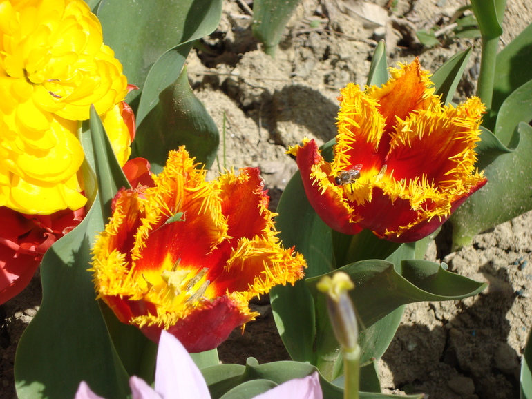 Тюльпанчики. ч.2