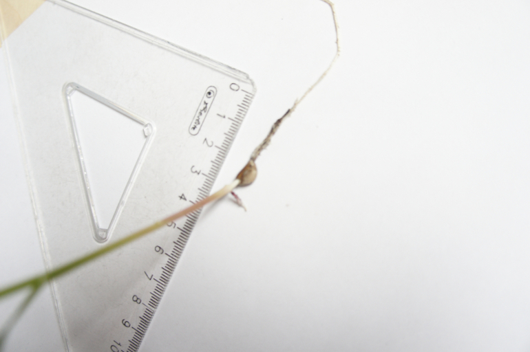 Что это выросло 2.