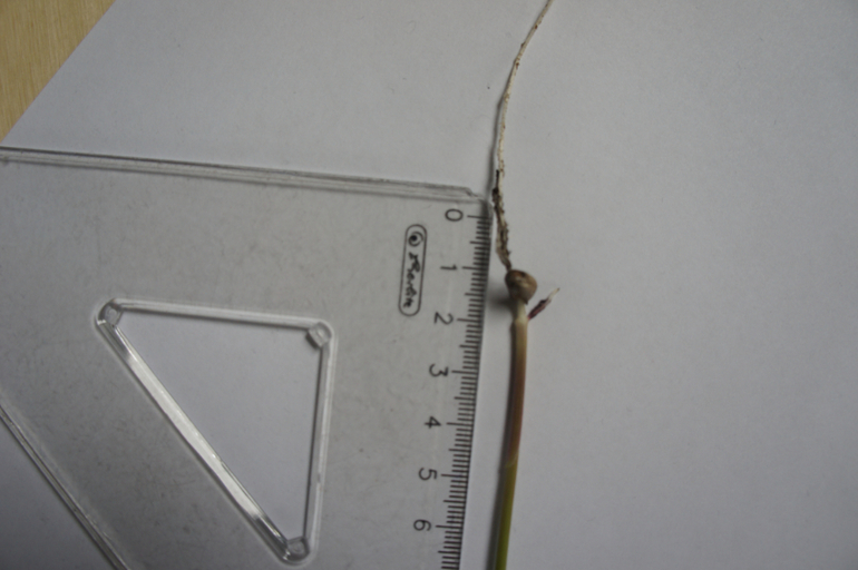 Что это выросло 2.