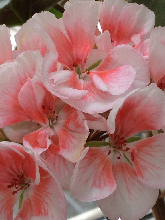 Пеларгония