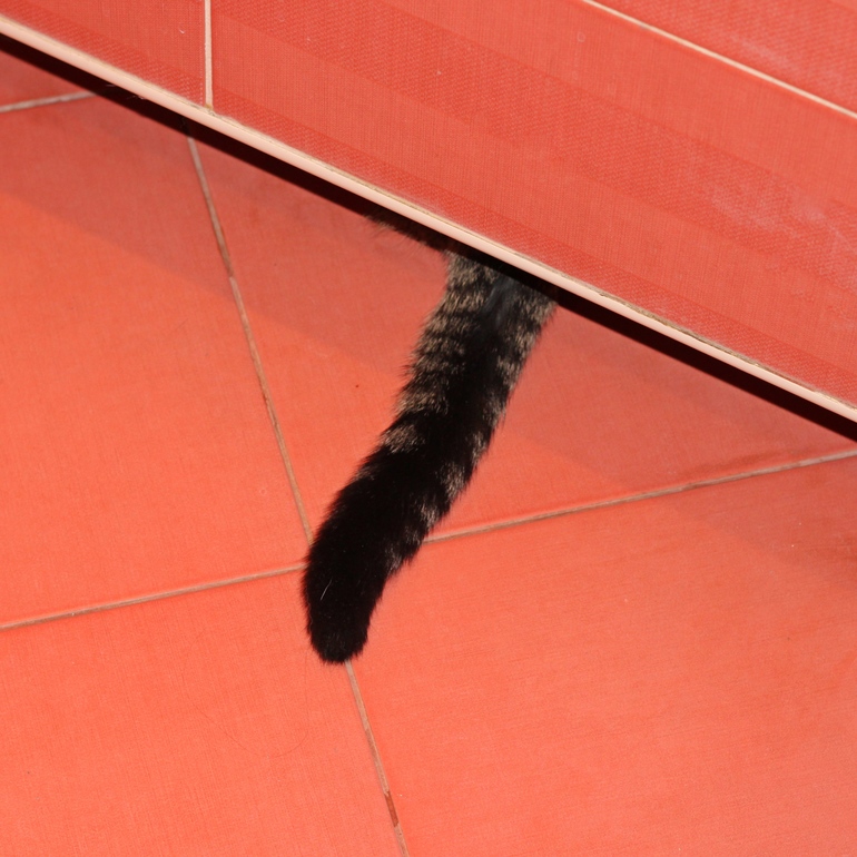 И совсем я не боюсь пылесоса)))