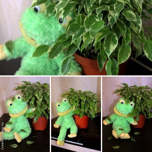 Вот и мой красавчик... Фикус