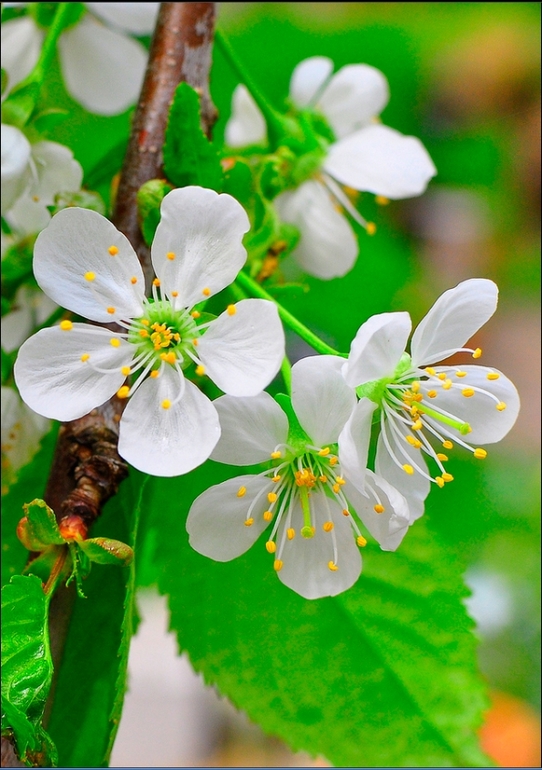Фотопрогулки в парке