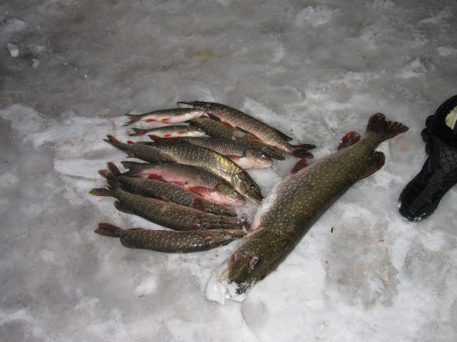 Продается дом с участком в Тамбовской области.