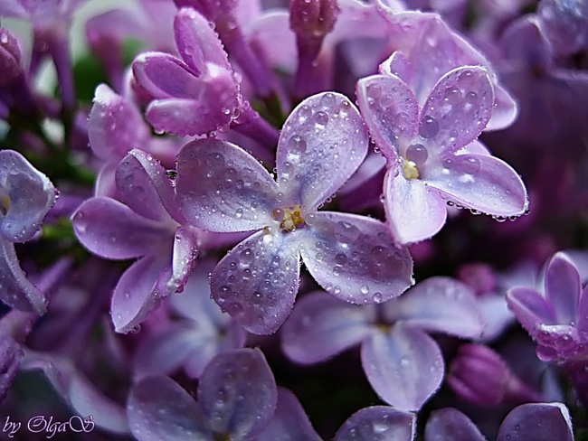 Запись на сиреневый денек