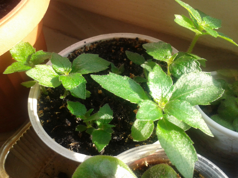 Всё радуется жизни