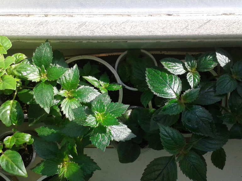 Всё радуется жизни