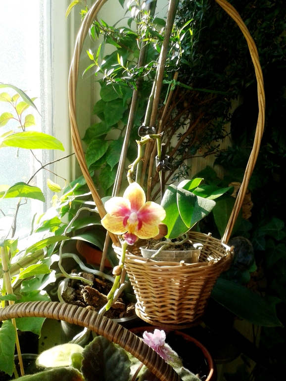 Всё радуется жизни