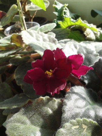 Всё радуется жизни