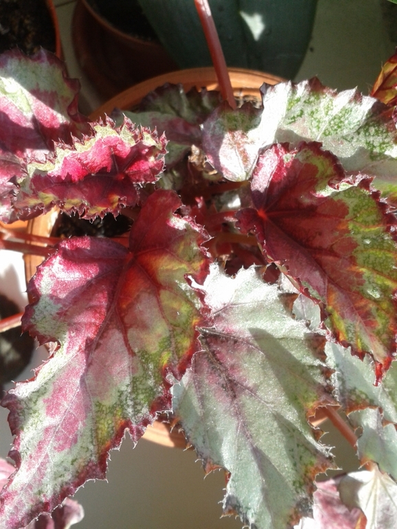 Всё радуется жизни