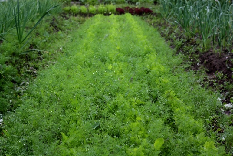 Долой из города!!! Хочу жить в деревне!!))))
