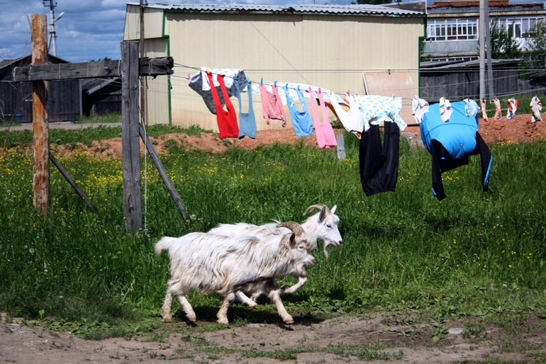Долой из города!!! Хочу жить в деревне!!))))
