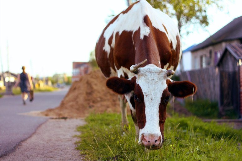Долой из города!!! Хочу жить в деревне!!))))