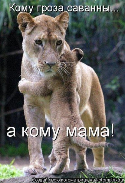 Гроза сованны...
