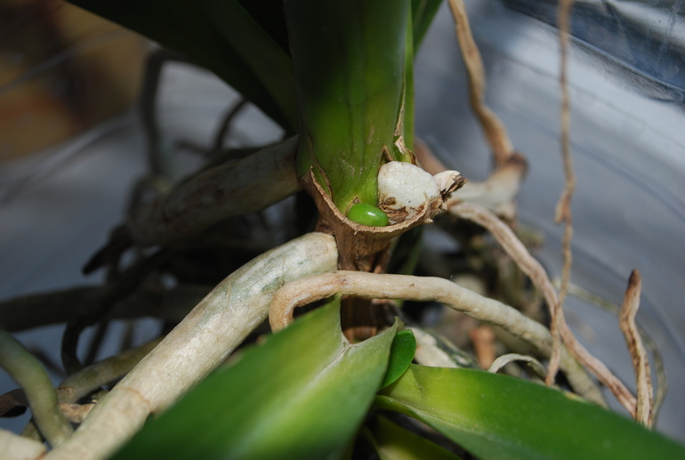 Вроде ожила Ванда!