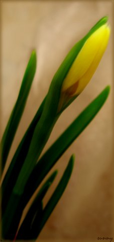 С Весной, девочки!