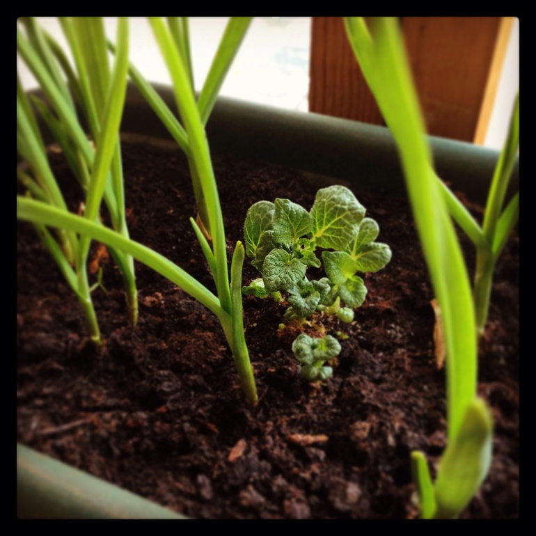 Картошка и чеснок - пока зеленеют