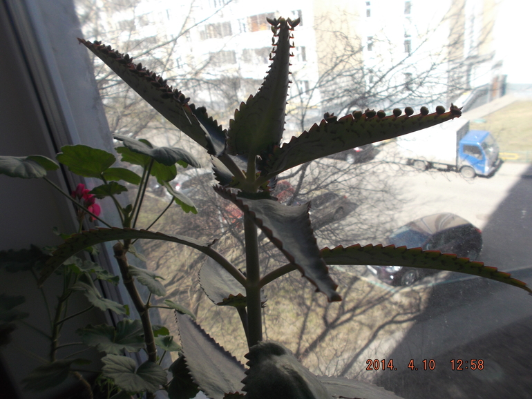 И я своих покажу)