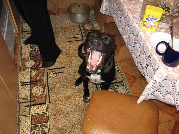 Собака - друг человечка