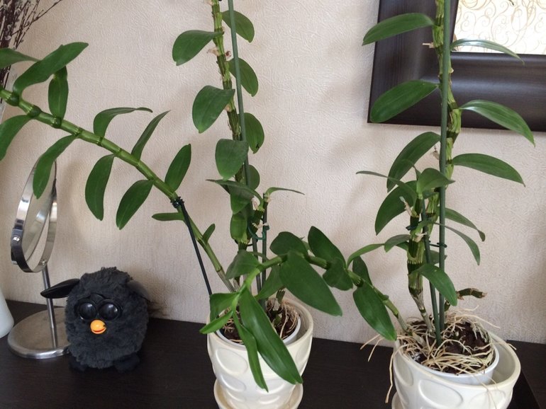 горе-садовод, помогите спасти зеленюху!