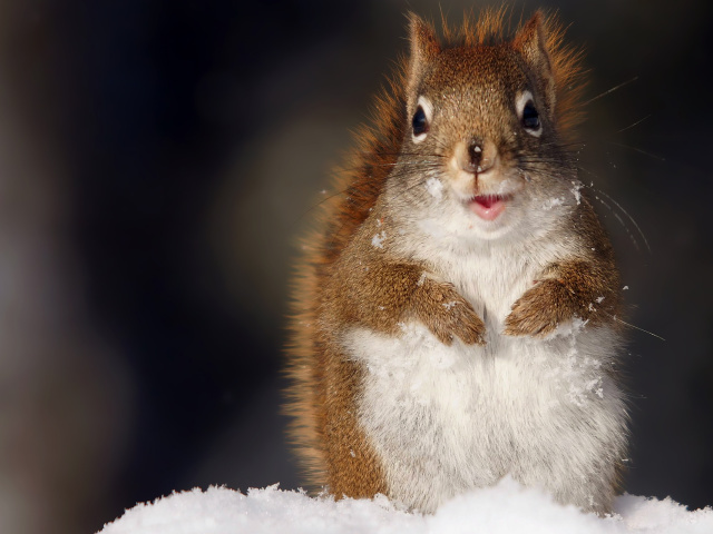 Главный пост ТД "Как живет белка зимой"