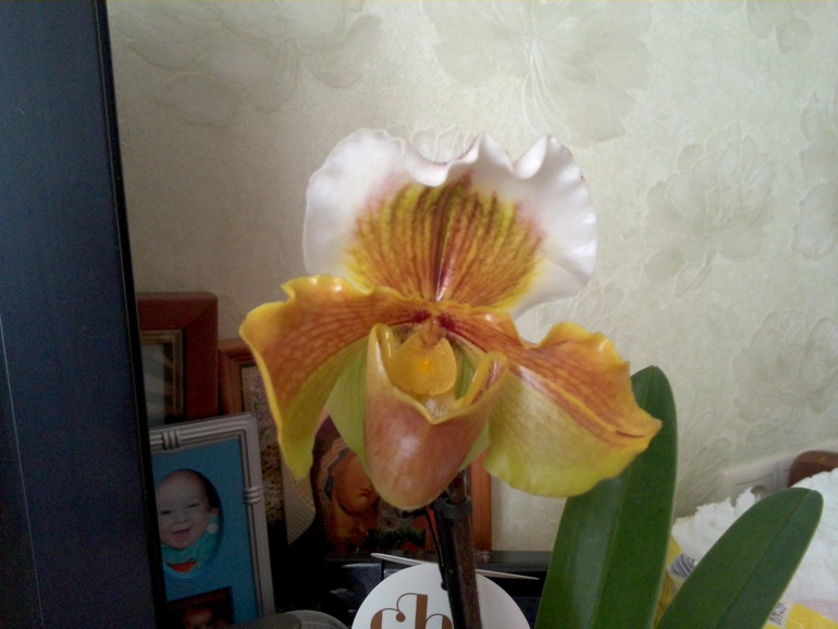 моя первая орхидея:-):-):-)