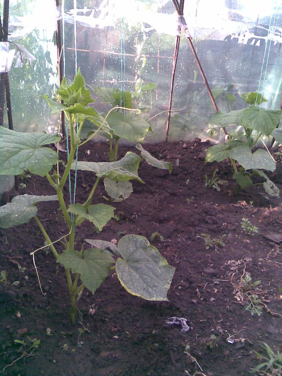 А вот и моя теплица