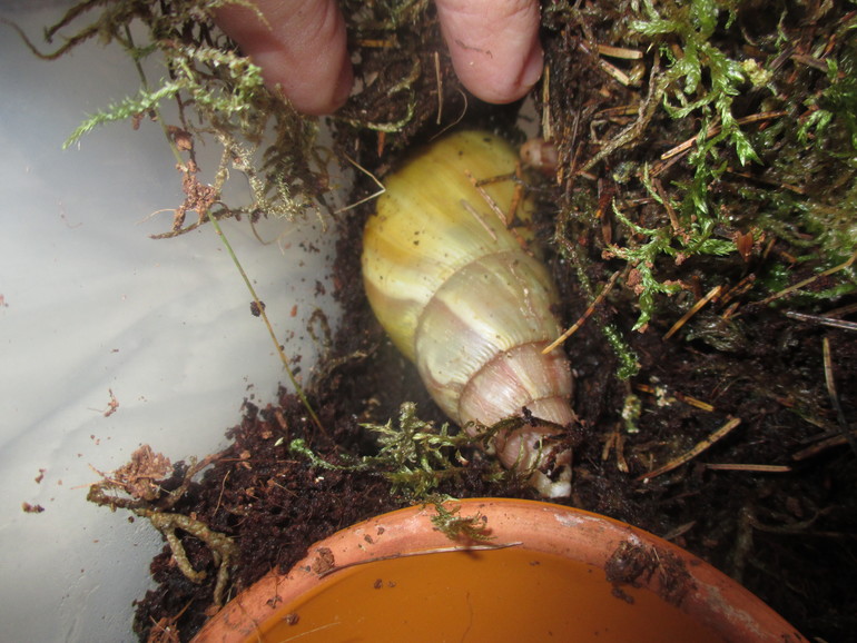 хочу поделится ,мои любимки