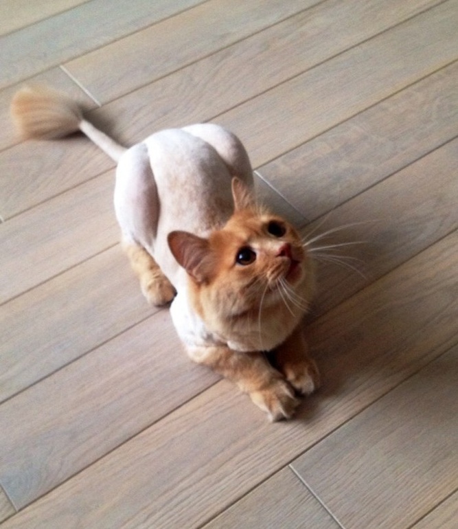 Даже кота подготовили к рождению ляльки:))))