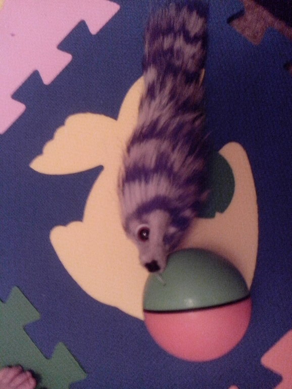 Новая игрушка